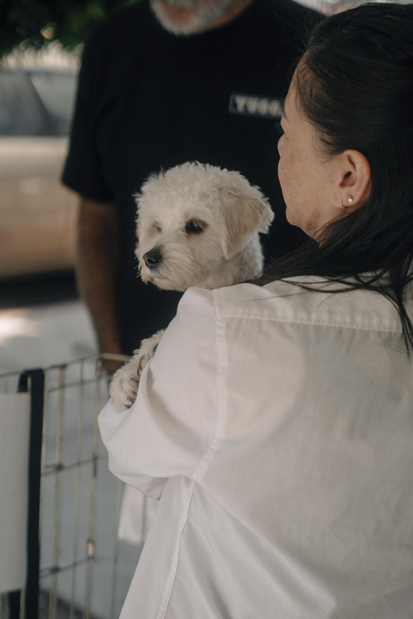 Enlarge Leo, an adoptable Maltese in Los Angeles, CA image 5/6