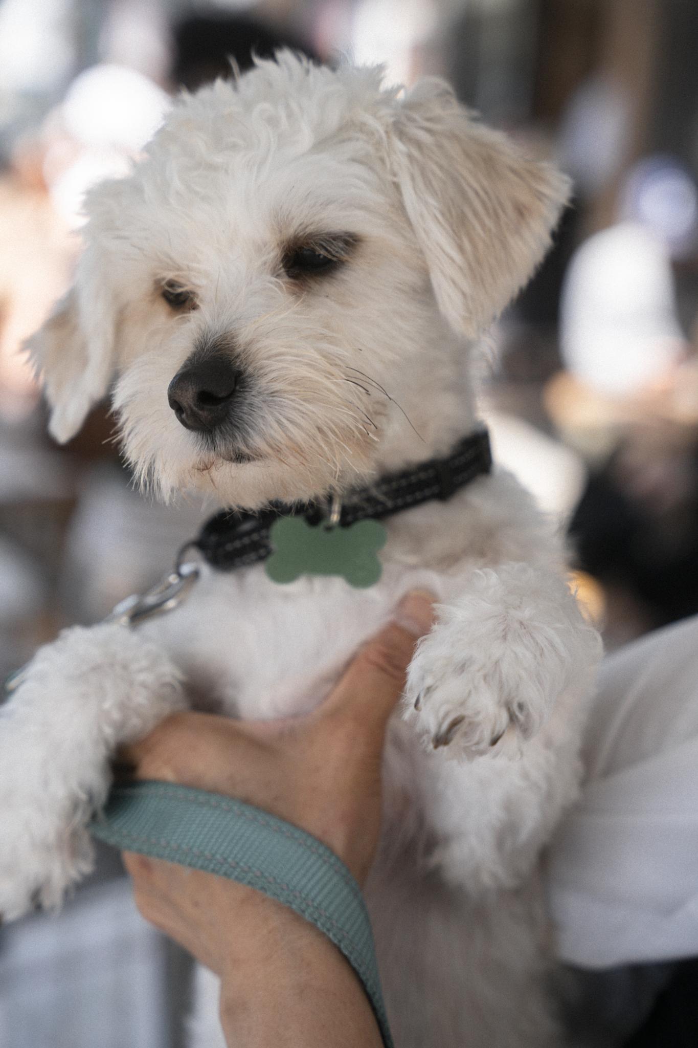 Enlarge Leo, an adoptable Maltese in Los Angeles, CA image 4/6