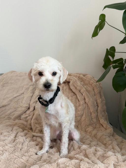 Leo, an adoptable Maltese in Los Angeles, CA image 5/6