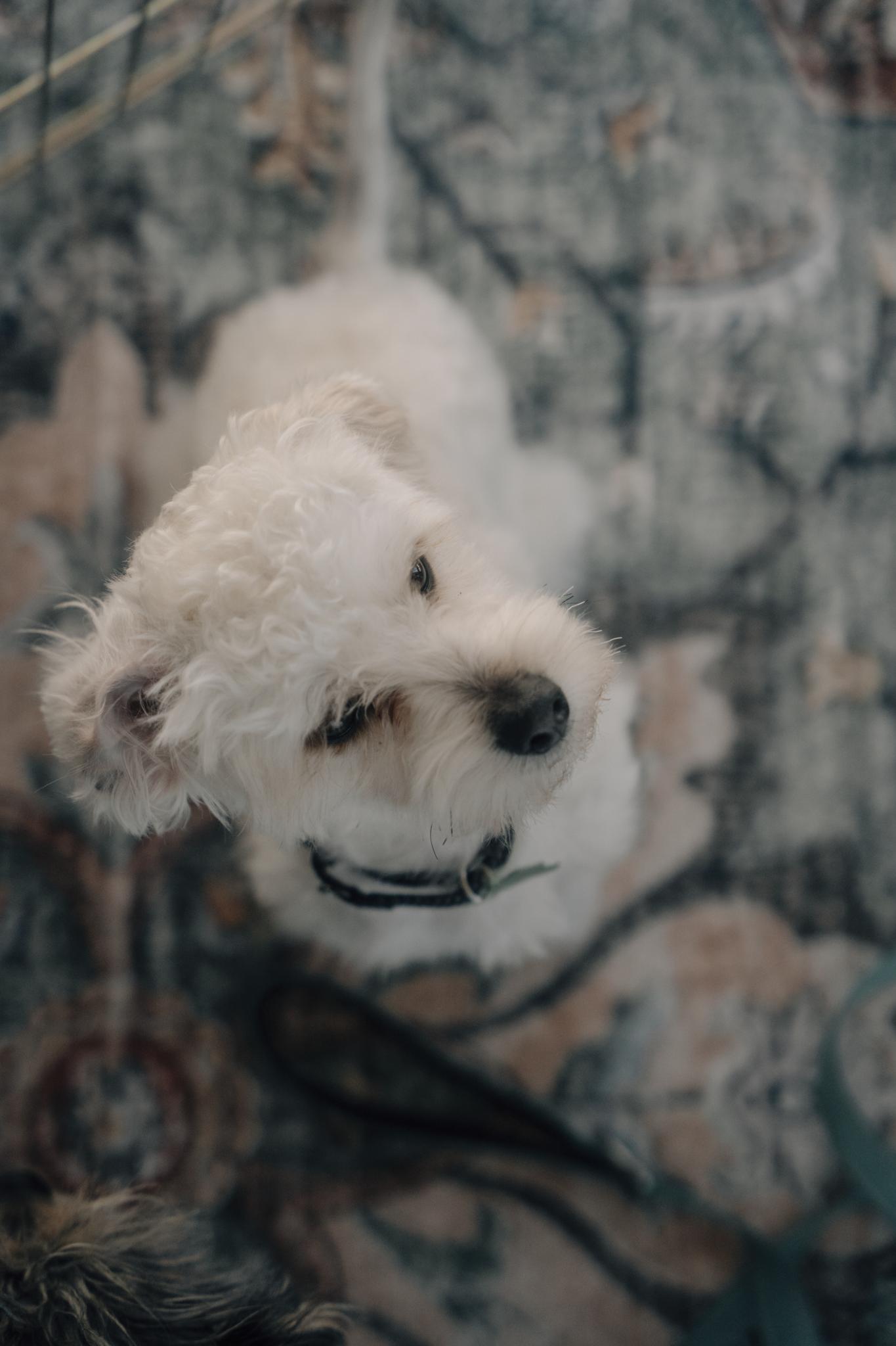 Enlarge Leo, an adoptable Maltese in Los Angeles, CA image 6/6