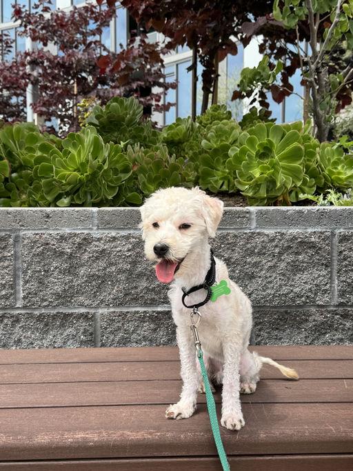 Leo, an adoptable Maltese in Los Angeles, CA image 3/6