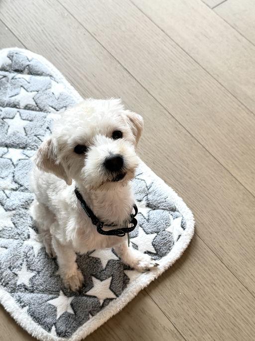 Leo, an adoptable Maltese in Los Angeles, CA image 4/6