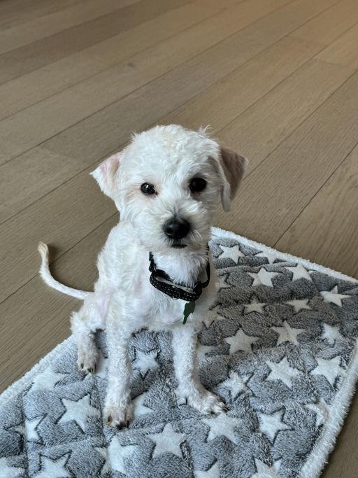 Leo, an adoptable Maltese in Los Angeles, CA image 1/6