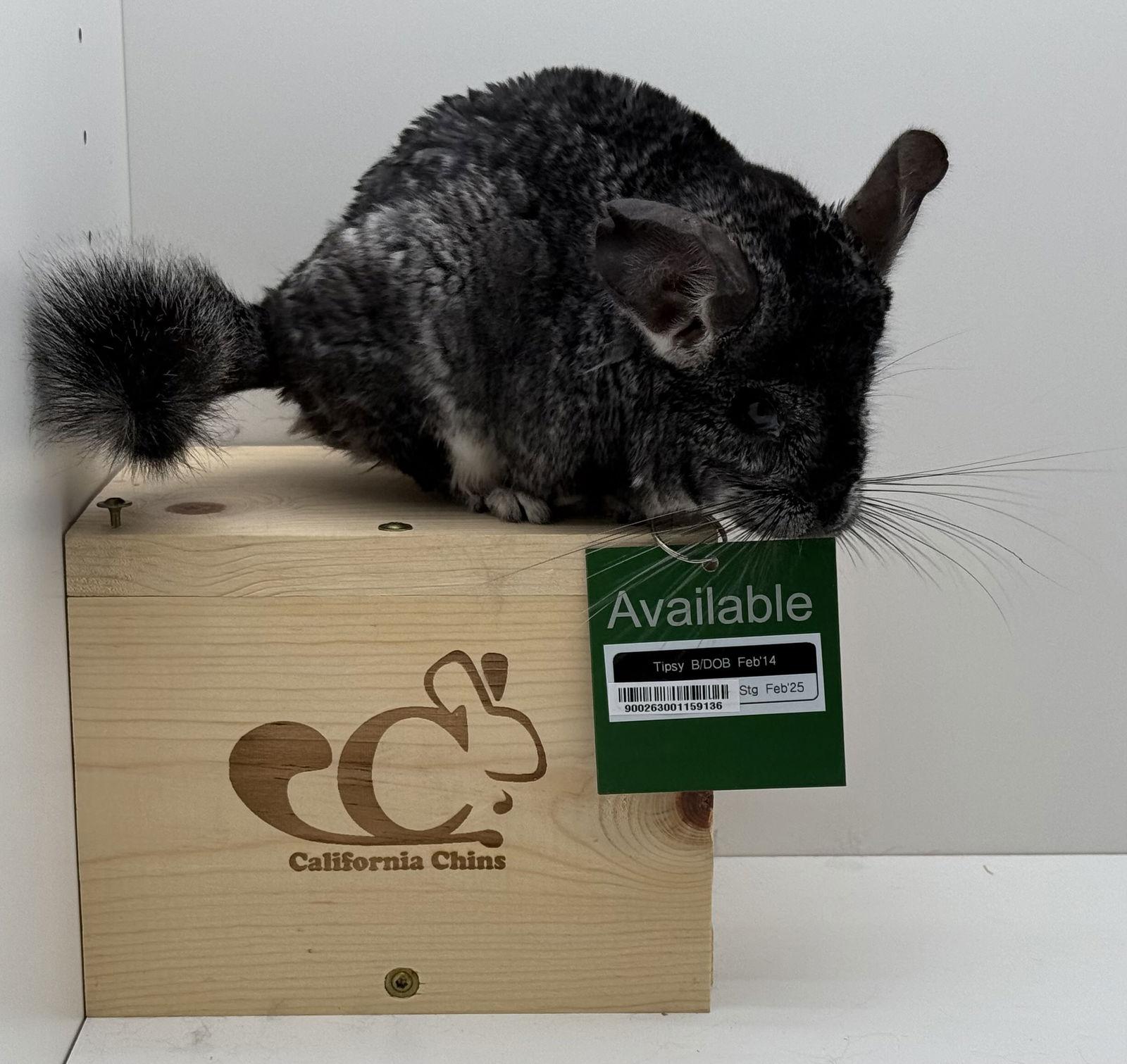 Enlarge Tipsy, a Adoptable Chinchilla in Sunnyvale, CA image 1/3