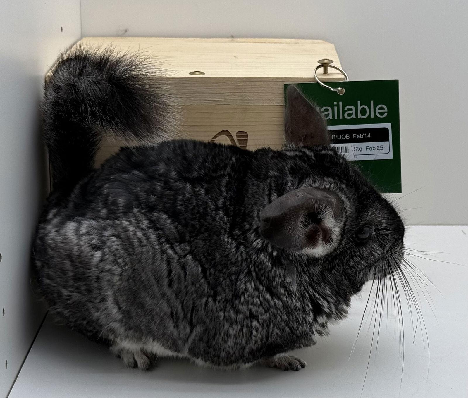 Enlarge Tipsy, a Adoptable Chinchilla in Sunnyvale, CA image 2/3