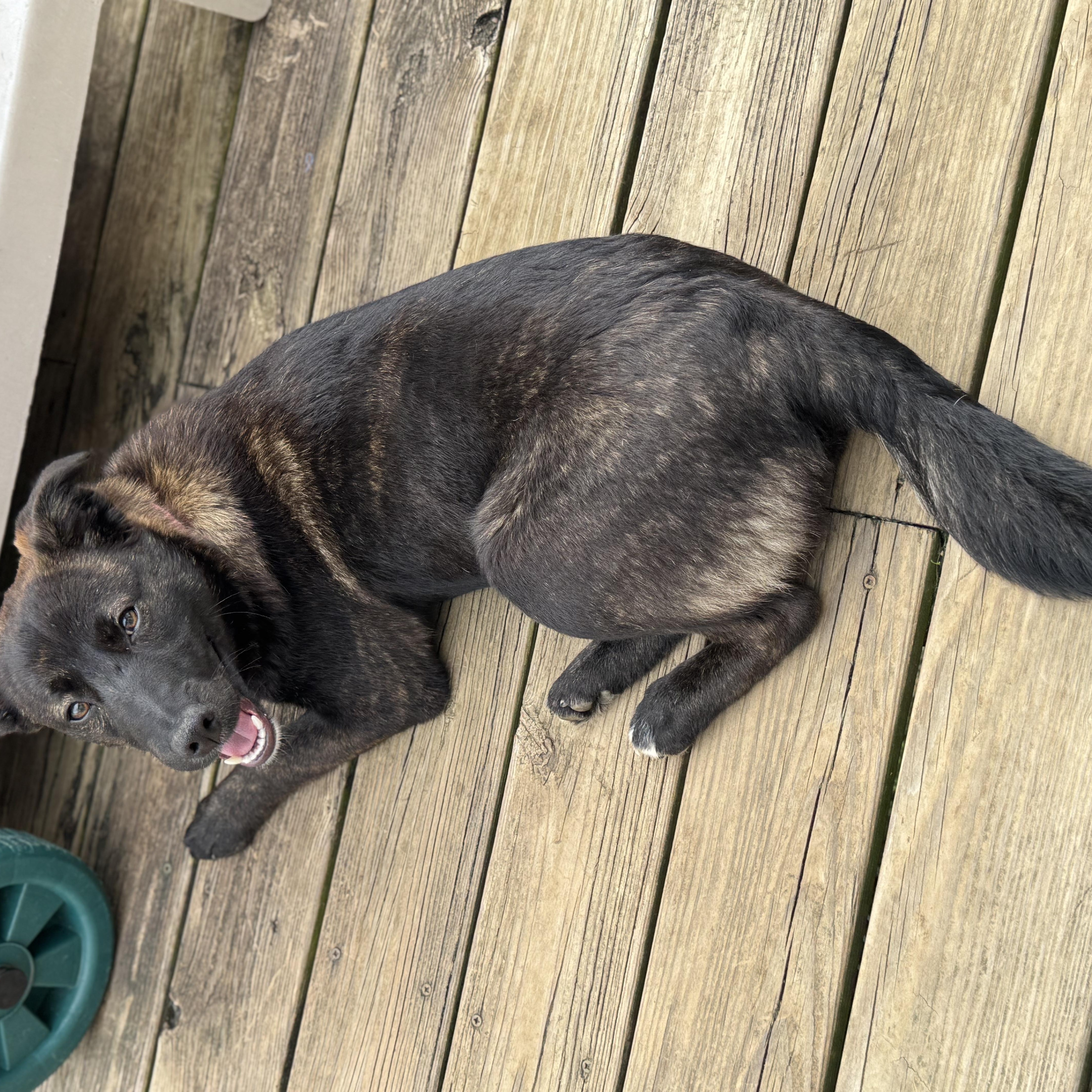 Enlarge Sage, a ADOPTABLE mixed breed in Lexington, KY image 2/4