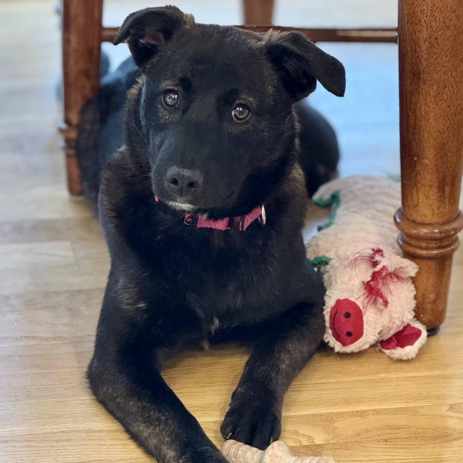 Sage, ADOPTABLE, Young Female Dutch Shepherd.