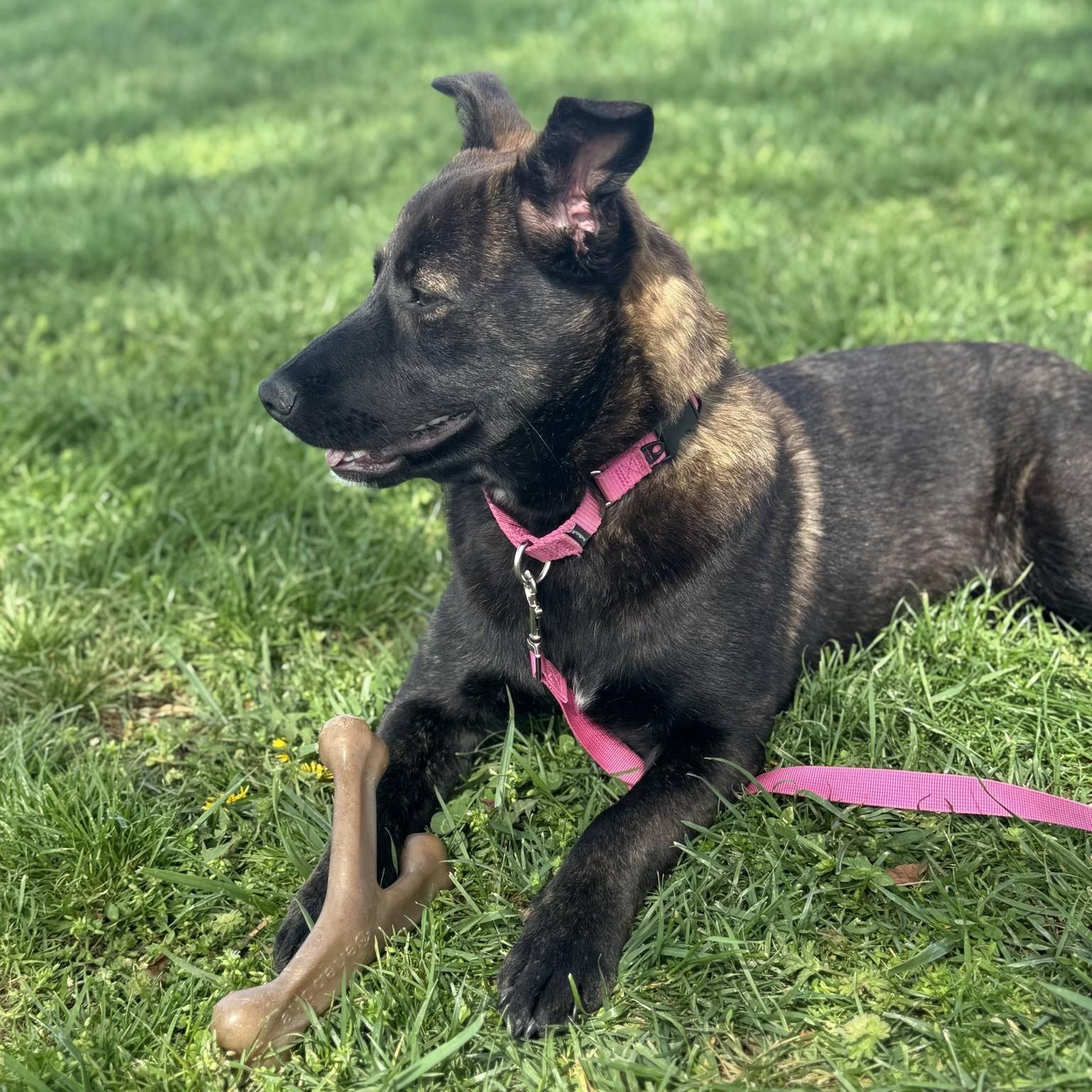 Enlarge Sage, a ADOPTABLE mixed breed in Lexington, KY image 2/6