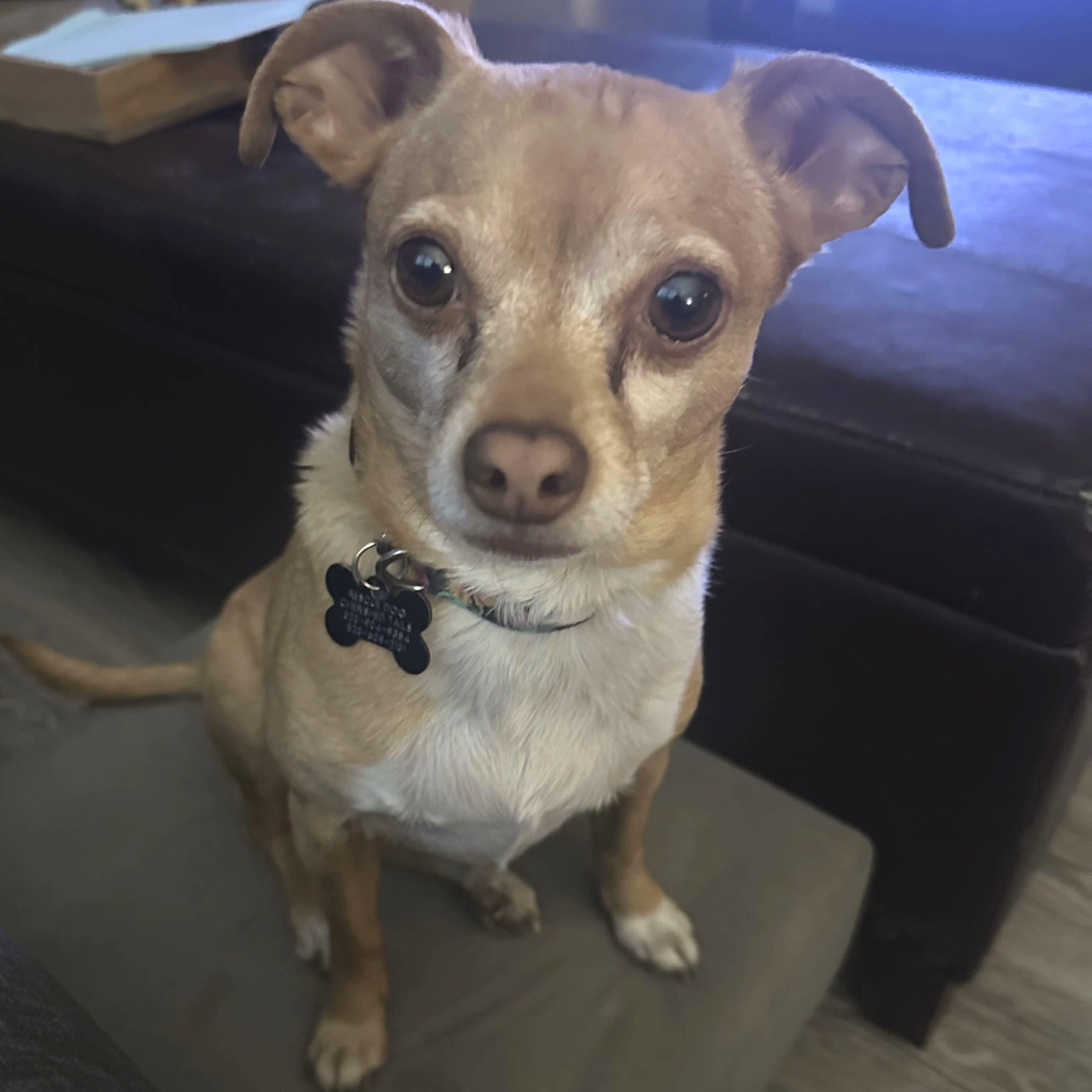 BONNIE , ADOPTABLE, Adult Female Chihuahua.