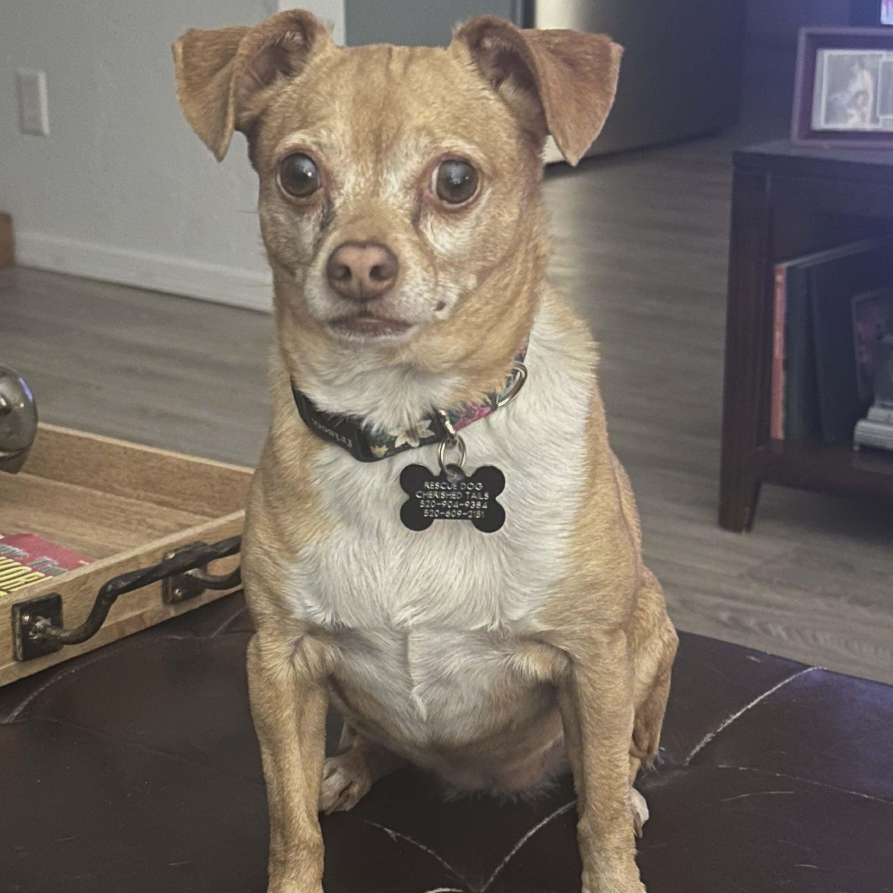 Enlarge BONNIE , a ADOPTABLE Chihuahua in Marana, AZ image 3/4