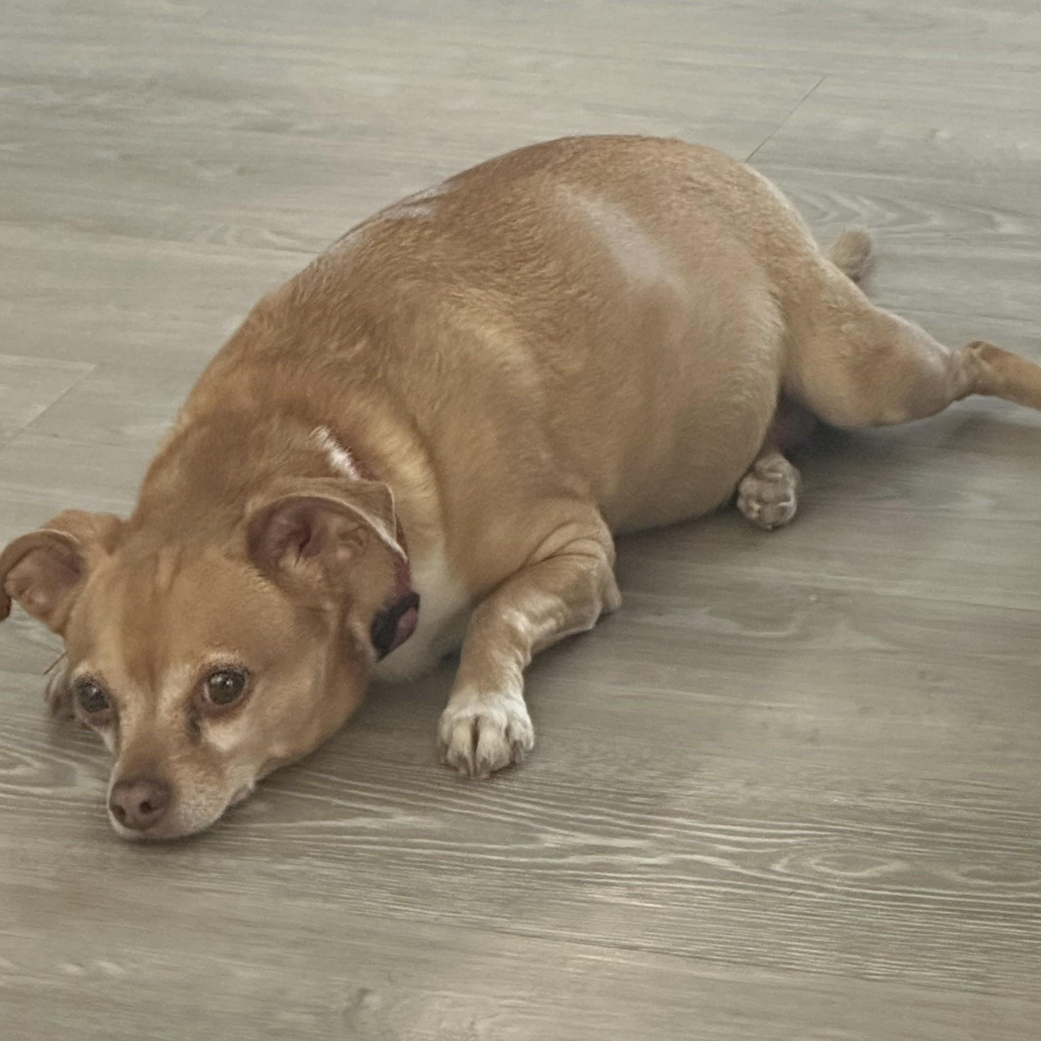 BONNIE , a ADOPTABLE Chihuahua in Marana, AZ image 2/2