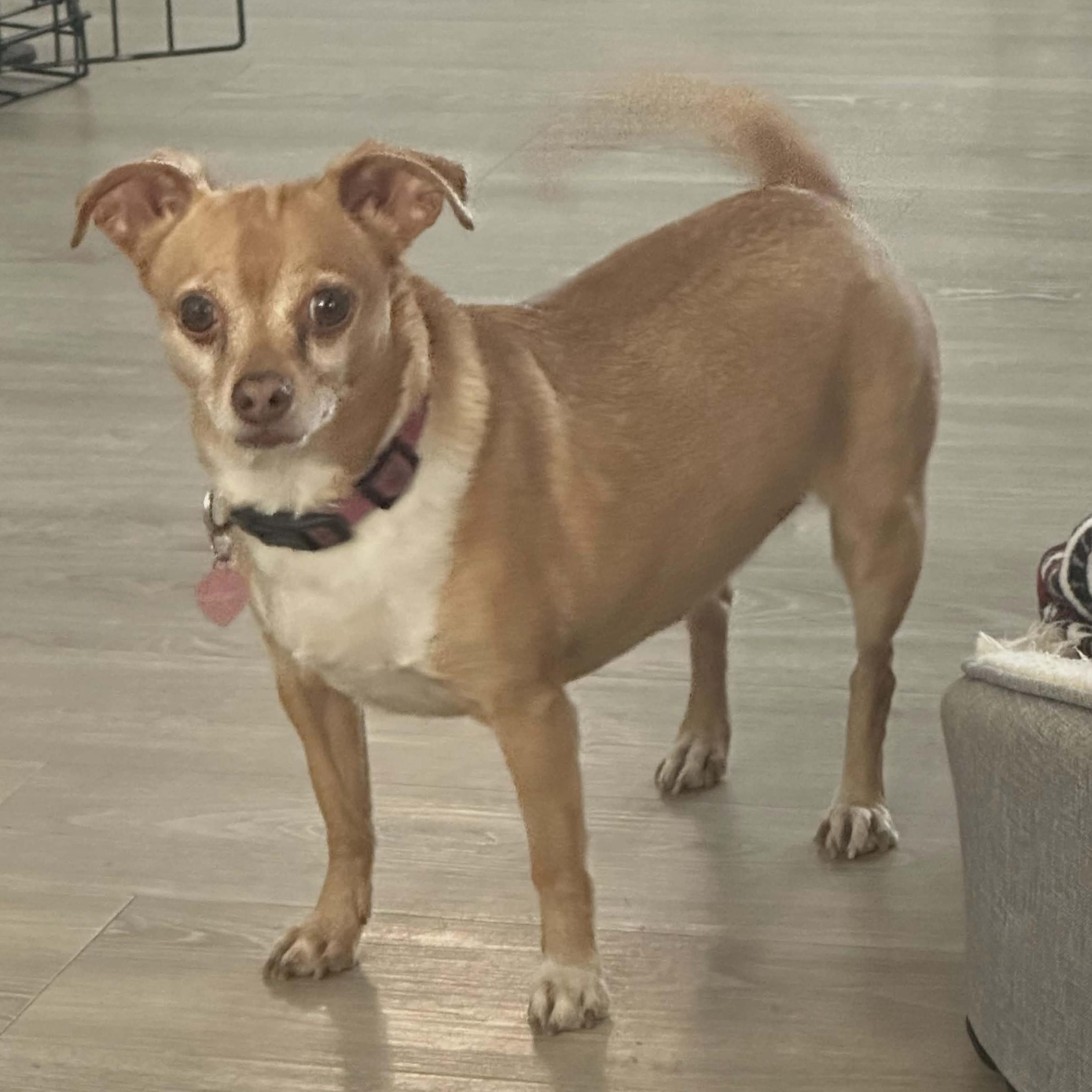 BONNIE , a ADOPTABLE Chihuahua in Marana, AZ image 1/2