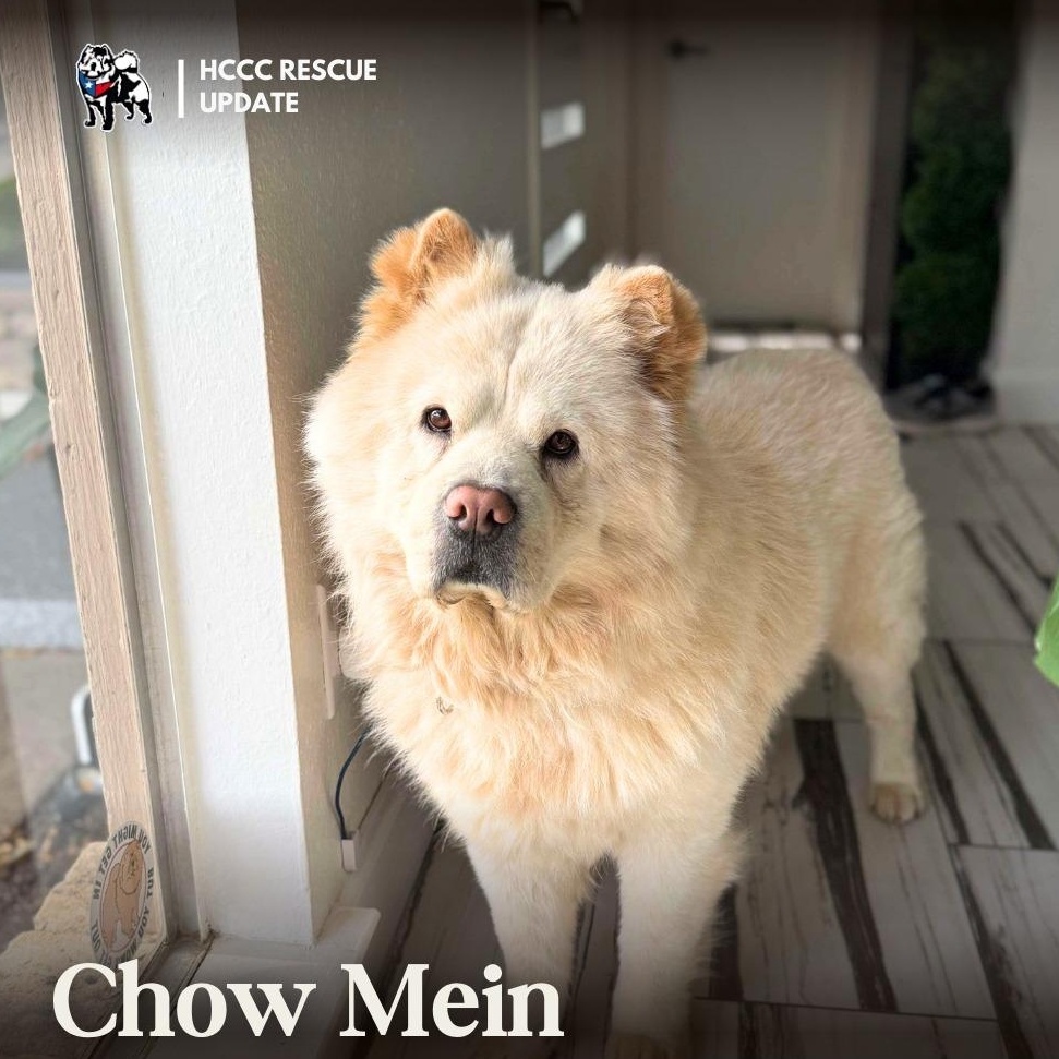 Chow Mein, Adult Male Chow Chow