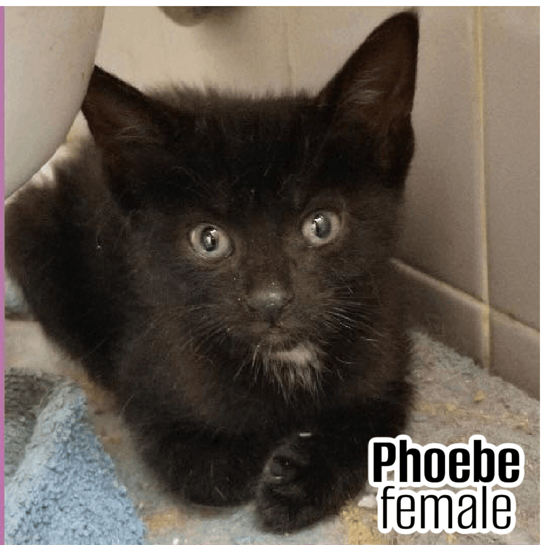 Phoebe photo 2