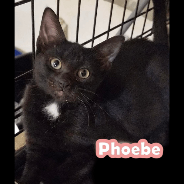 Phoebe photo 3