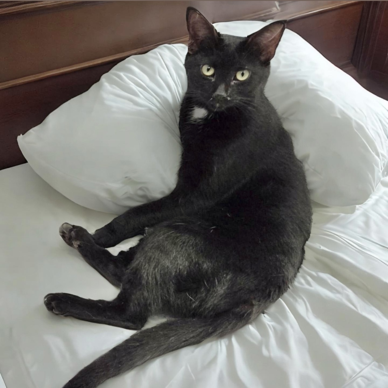 Phoebe, Young Female Domestic Short Hair