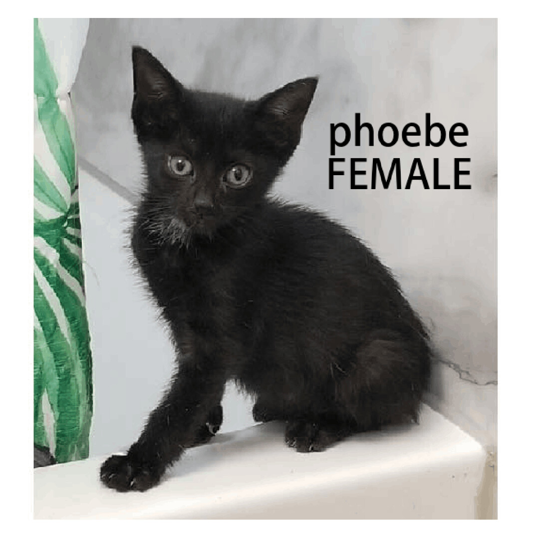 Phoebe photo 4