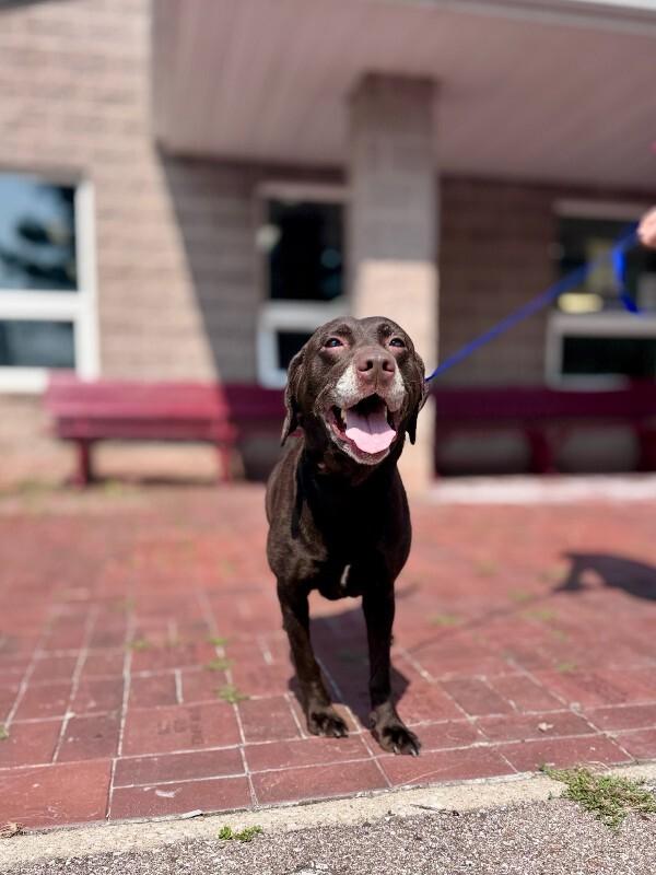 Moana, Adoptable, Adult Female Chocolate Labrador Retriever.
