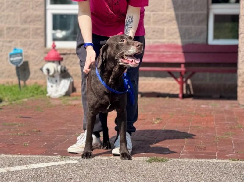 Moana, a Adoptable Chocolate Labrador Retriever in Wooster, OH image 2/2