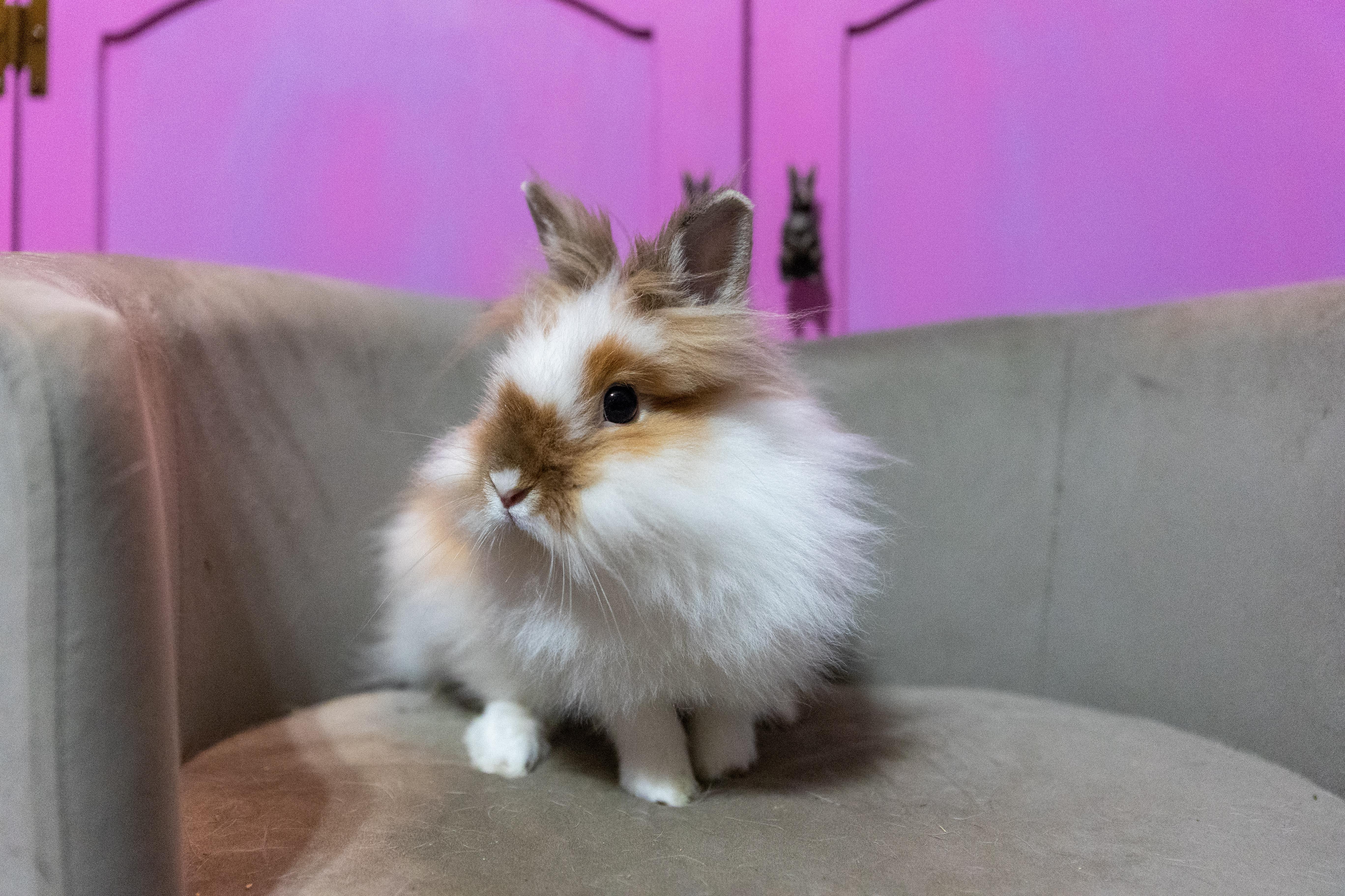Coleslaw, adopted, Baby Female Lionhead.