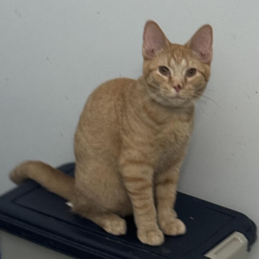 Enlarge McGee, a Adoptable Tabby in Richland, MI image 2/3