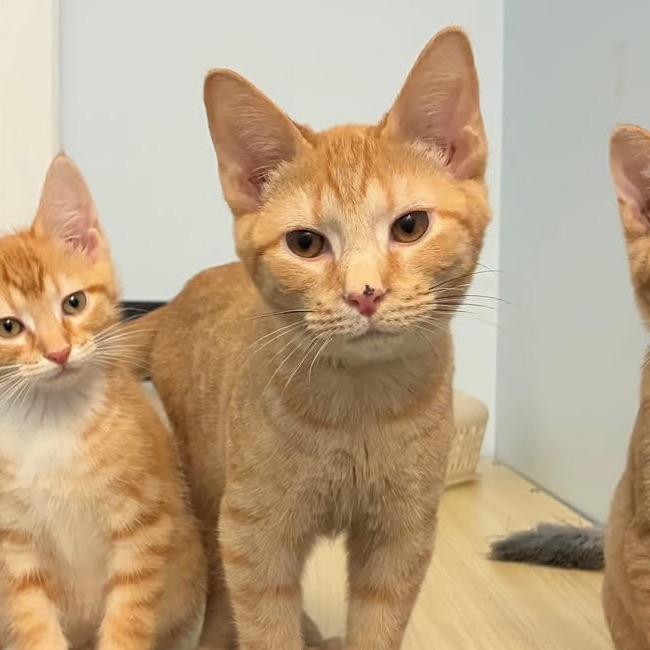 Enlarge McGee, a Adoptable Tabby in Richland, MI image 1/3