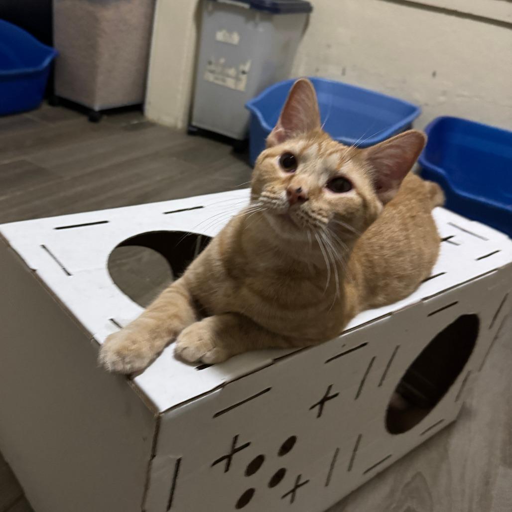 Enlarge McGee, a Adoptable Tabby in Richland, MI image 3/3