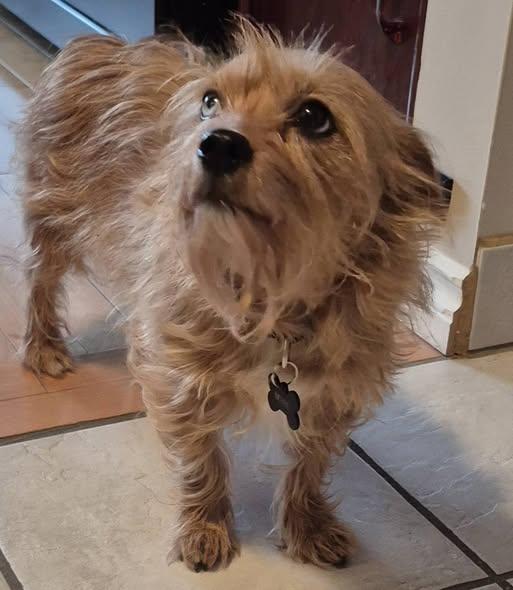 Enlarge Roca, a ADOPTABLE mixed breed in Cranbrook, BC image 2/5