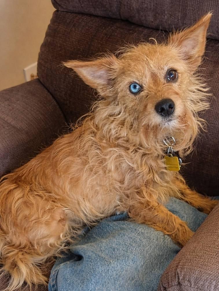 Enlarge Roca, a ADOPTABLE mixed breed in Cranbrook, BC image 1/5