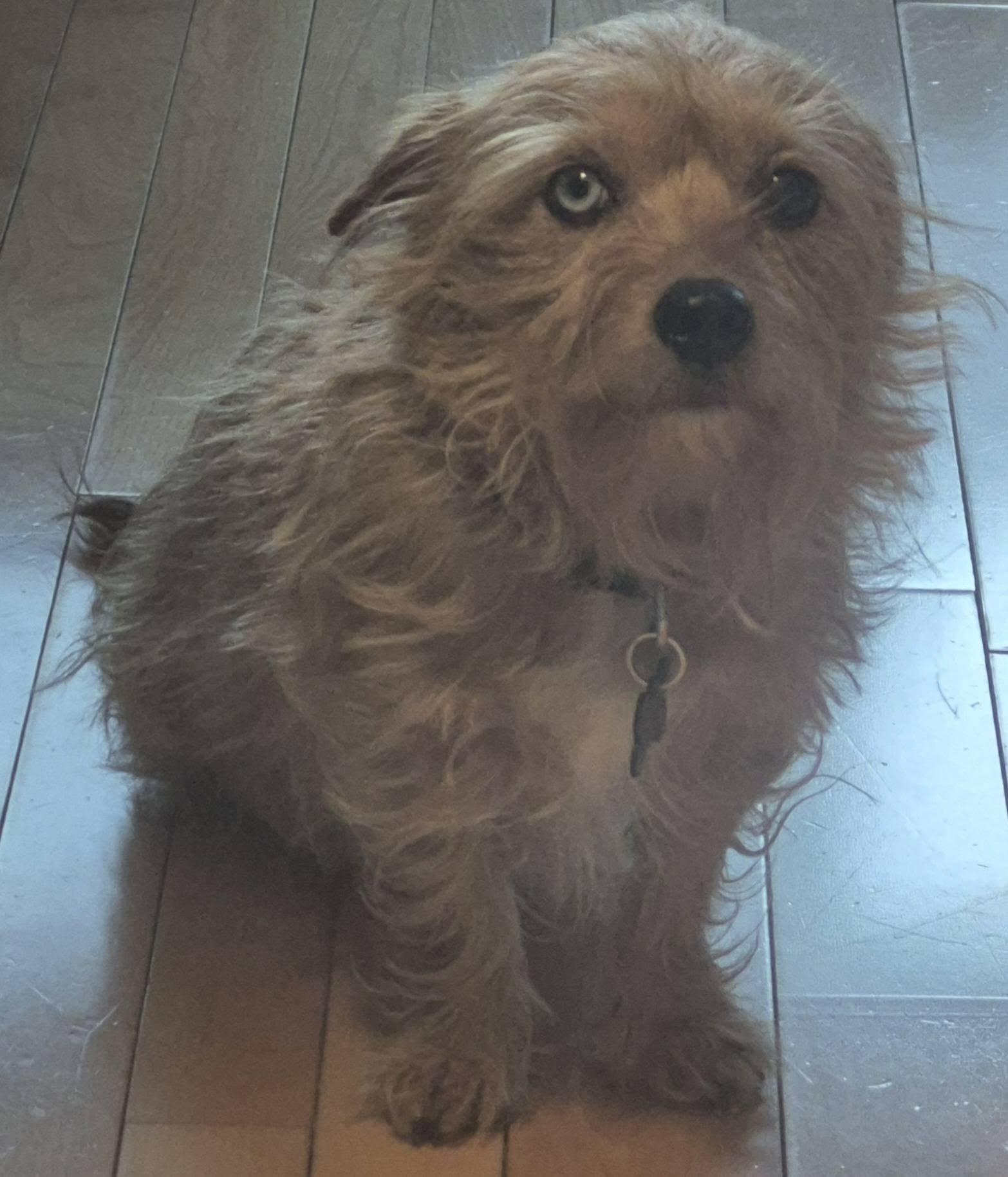 Enlarge Roca, a ADOPTABLE mixed breed in Cranbrook, BC image 3/5