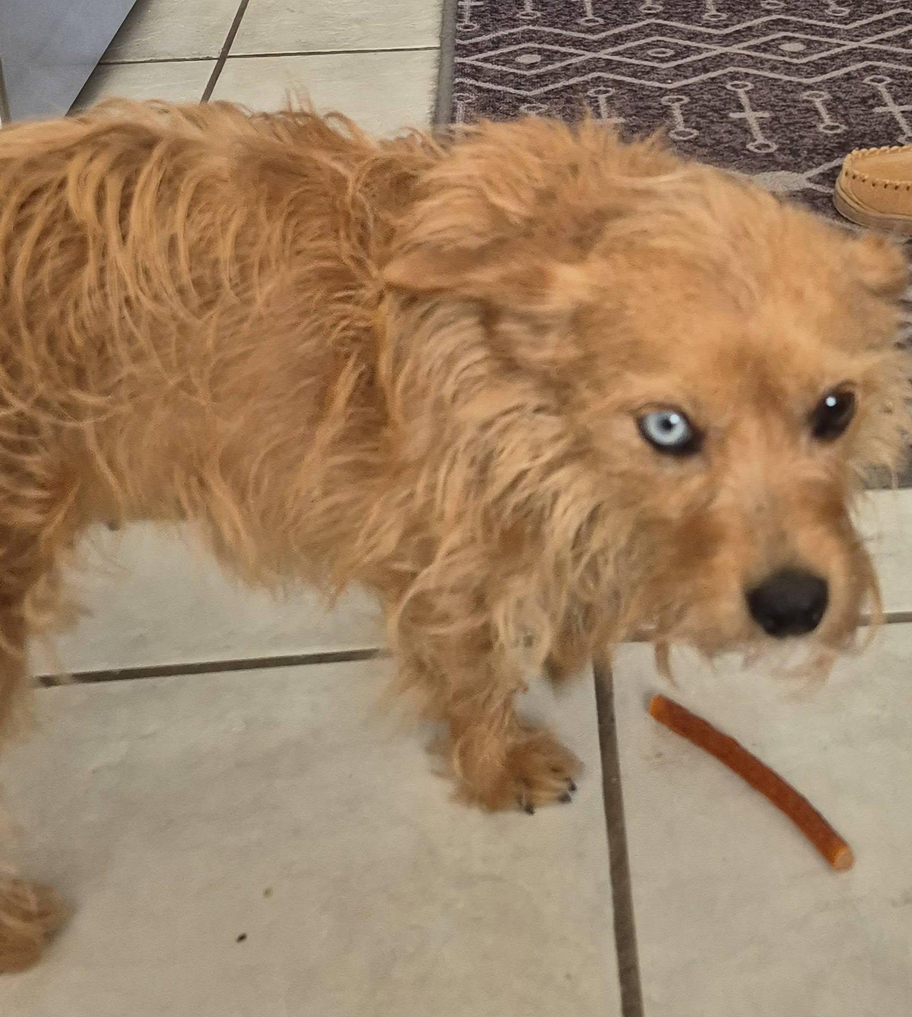 Enlarge Roca, a ADOPTABLE mixed breed in Cranbrook, BC image 4/5