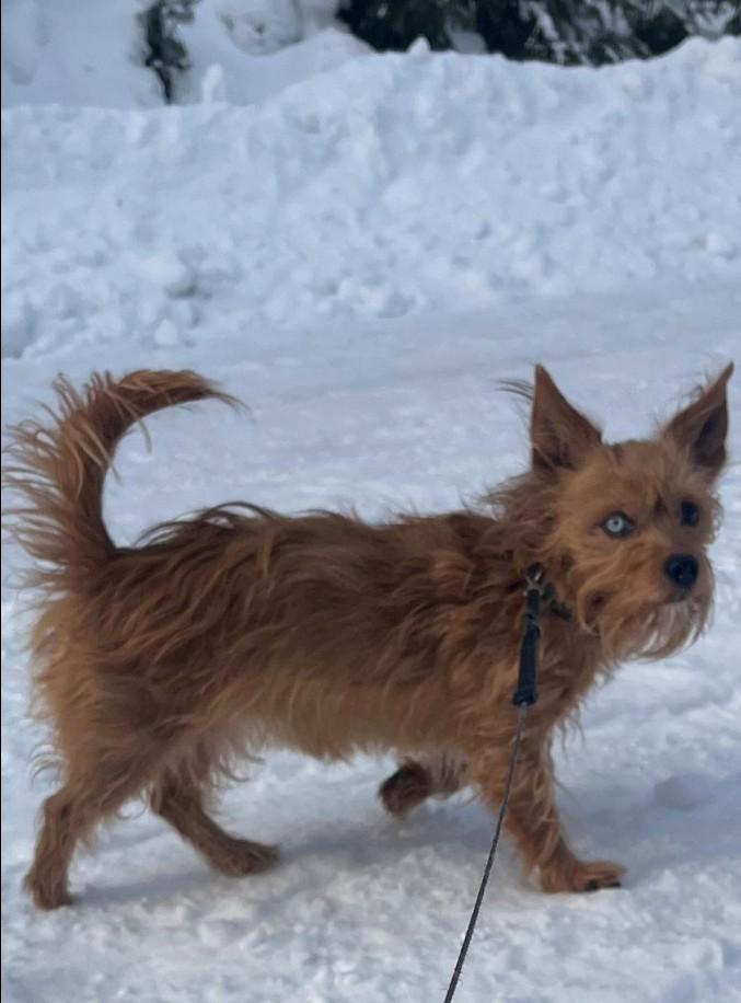 Enlarge Roca, a ADOPTABLE mixed breed in Cranbrook, BC image 5/5