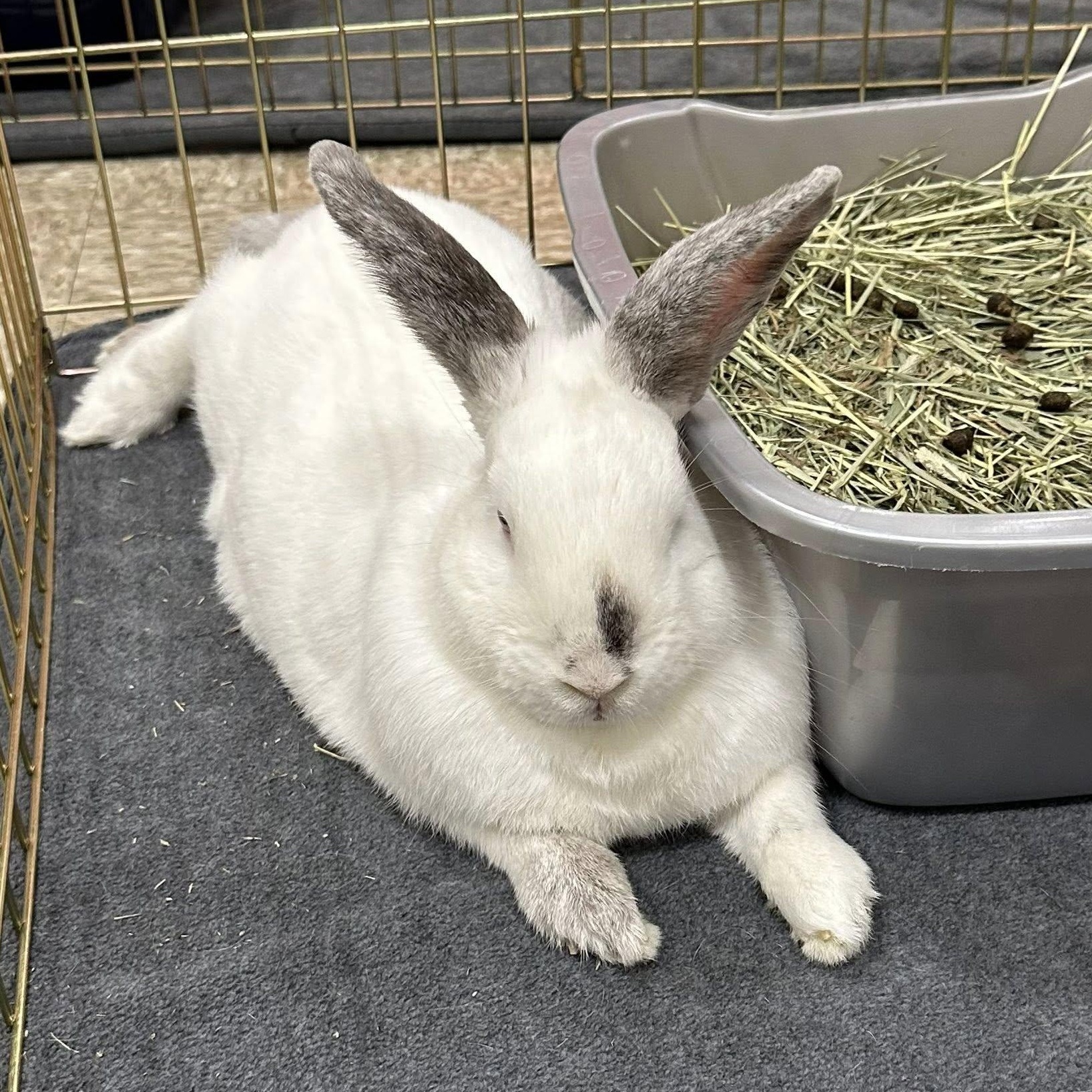 Enlarge Milkshake, a Adoptable Himalayan in Rock Hall, MD image 2/4