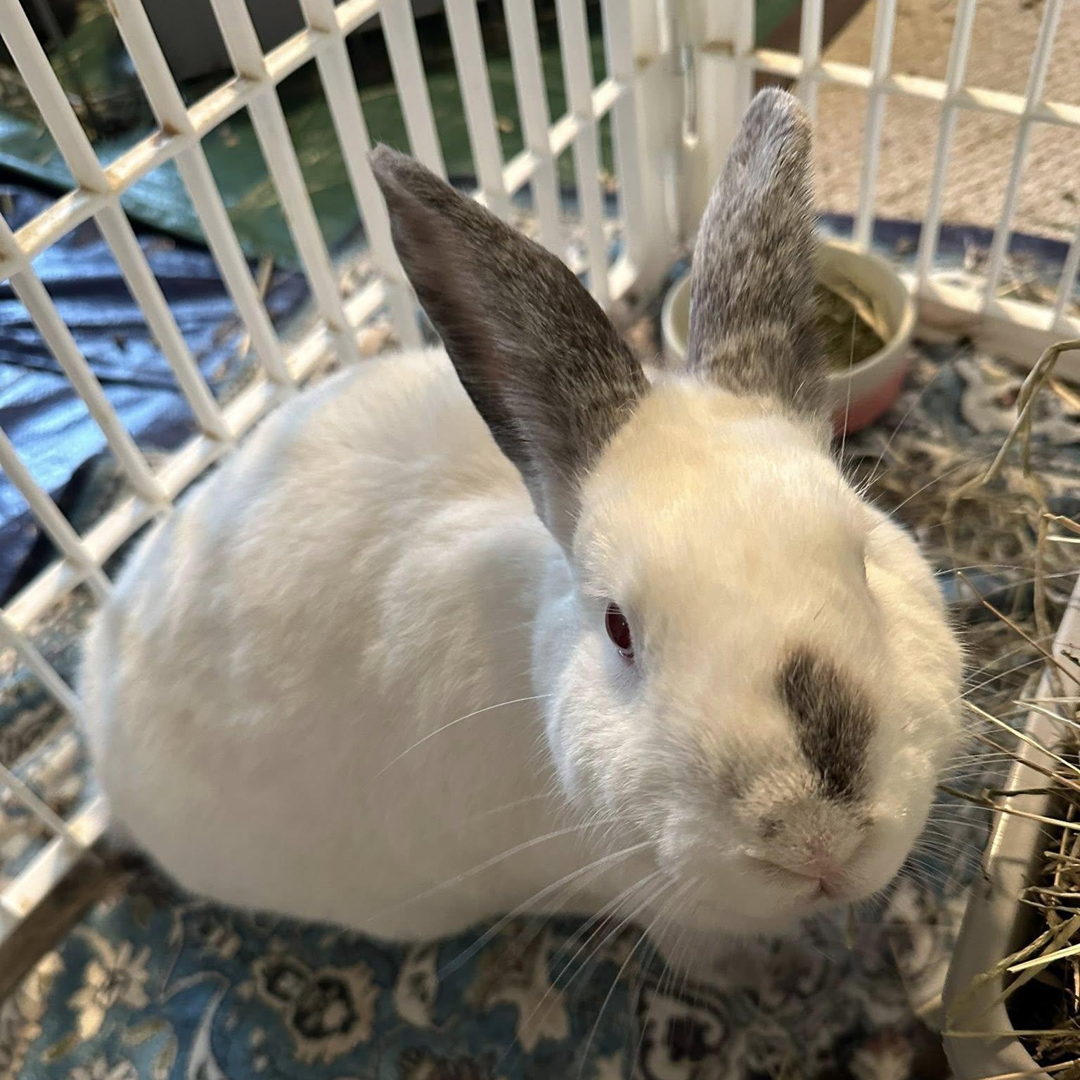 Milkshake, Adoptable, Adult Male Himalayan.