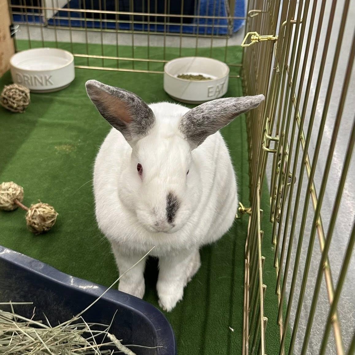 Enlarge Milkshake, a Adoptable Himalayan in Rock Hall, MD image 3/4