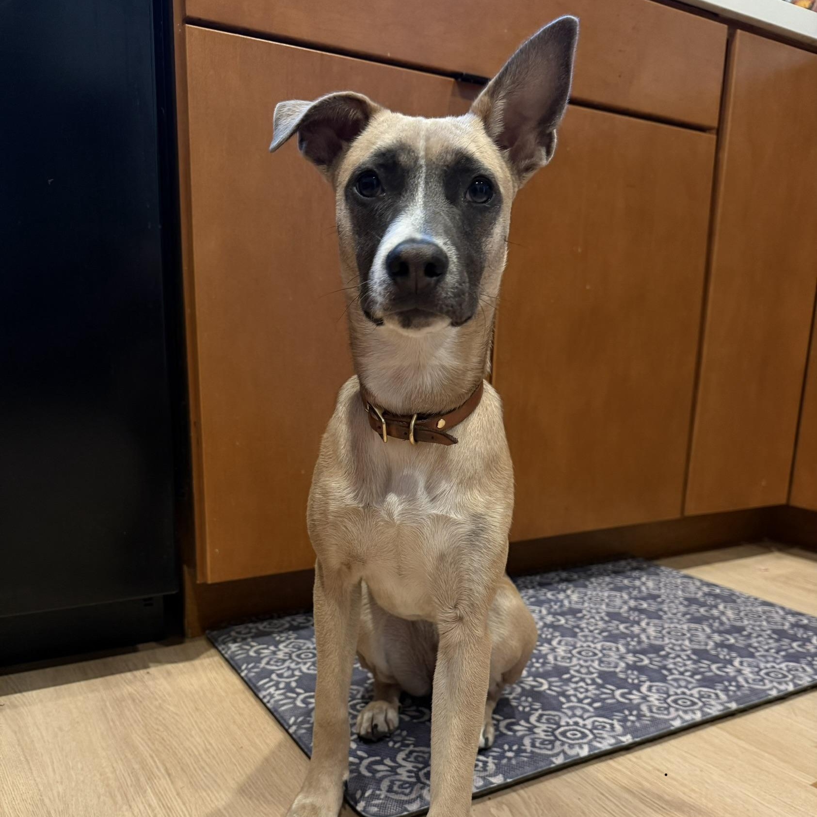 Saucony, Adoptable, Young Female Terrier.