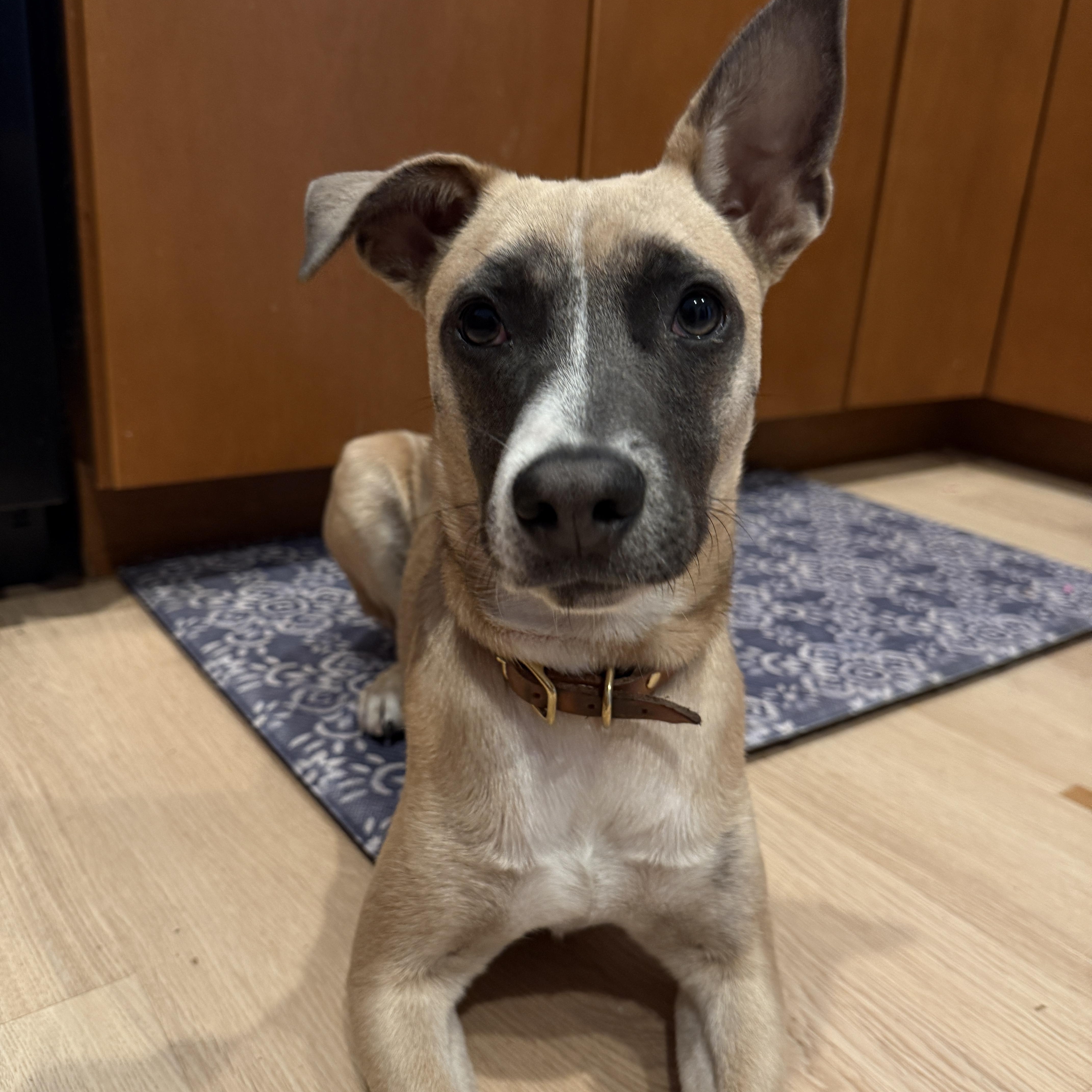 Enlarge Saucony, a Adoptable mixed breed in San Diego, CA image 3/4