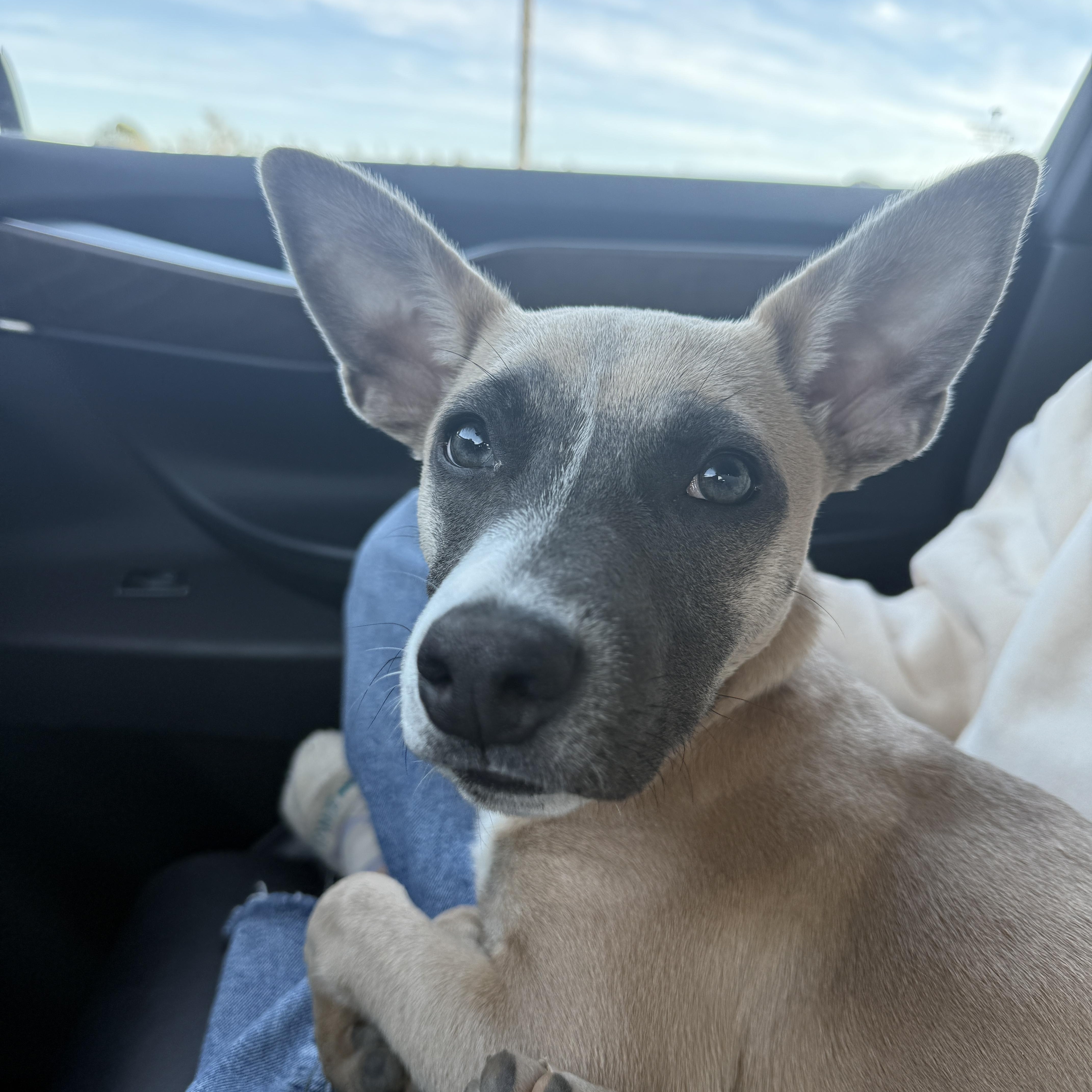 Enlarge Saucony, a Adoptable mixed breed in San Diego, CA image 4/4