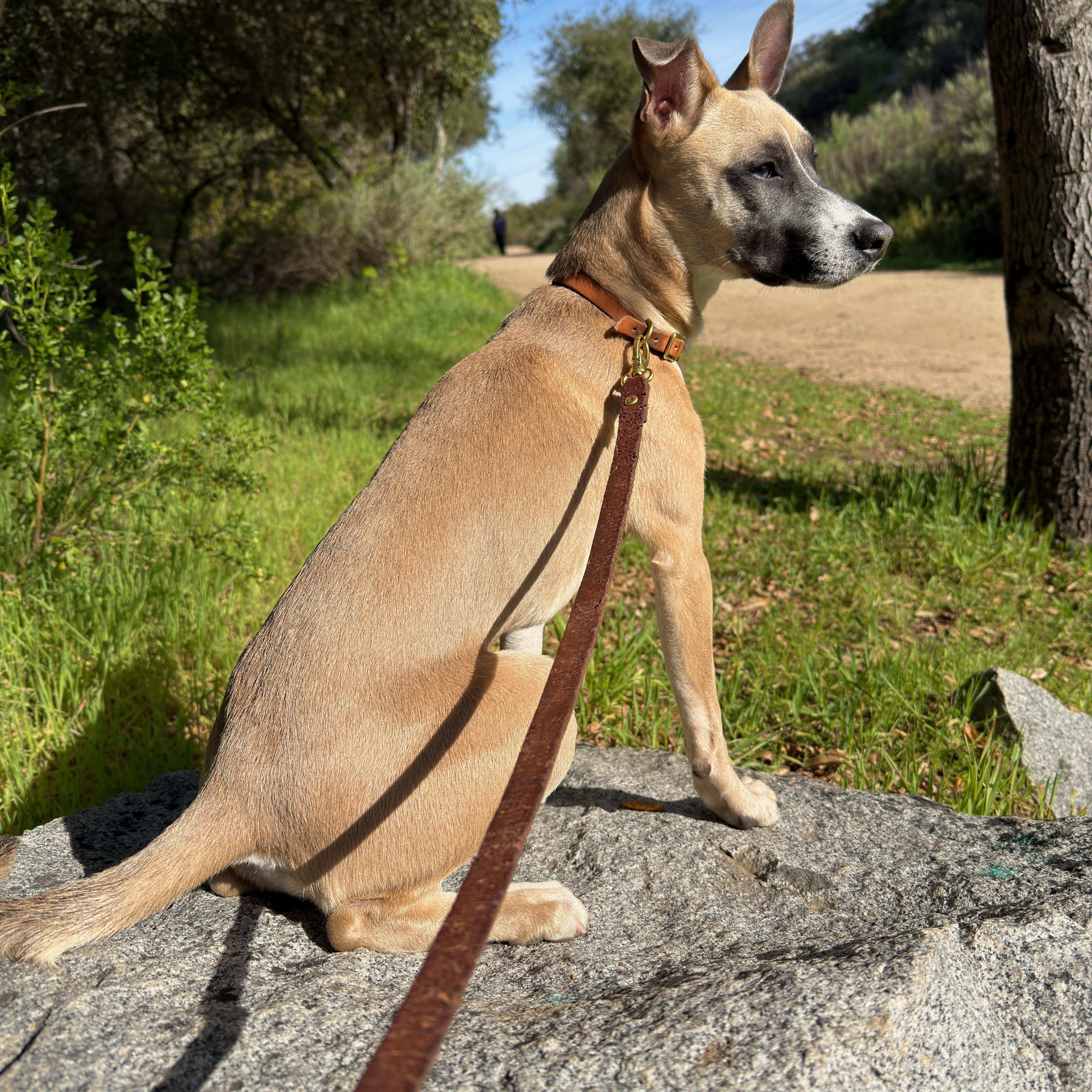 Enlarge Saucony, a Adoptable mixed breed in San Diego, CA image 2/4