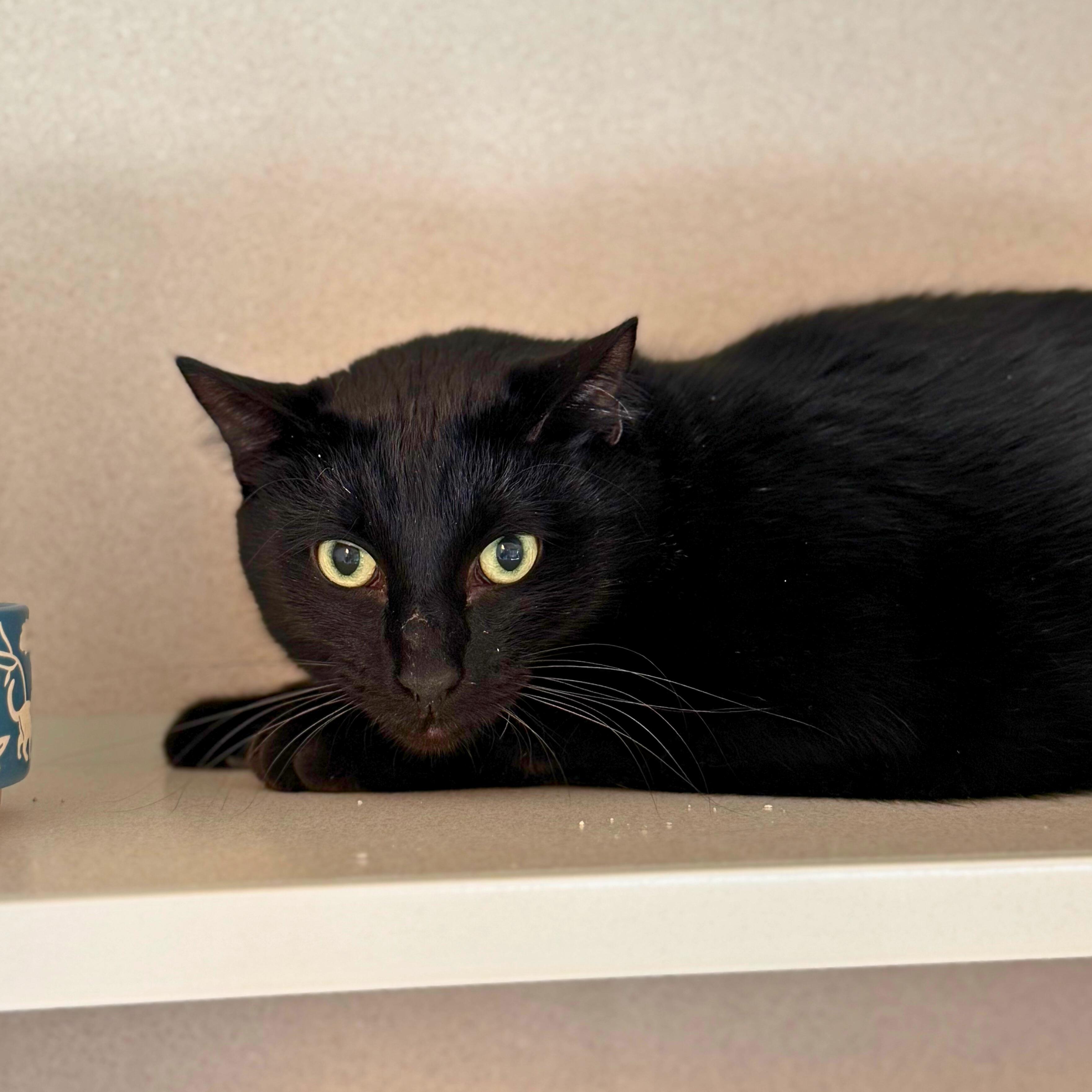 Stapleton, Adoptable, Adult Male Domestic Short Hair.