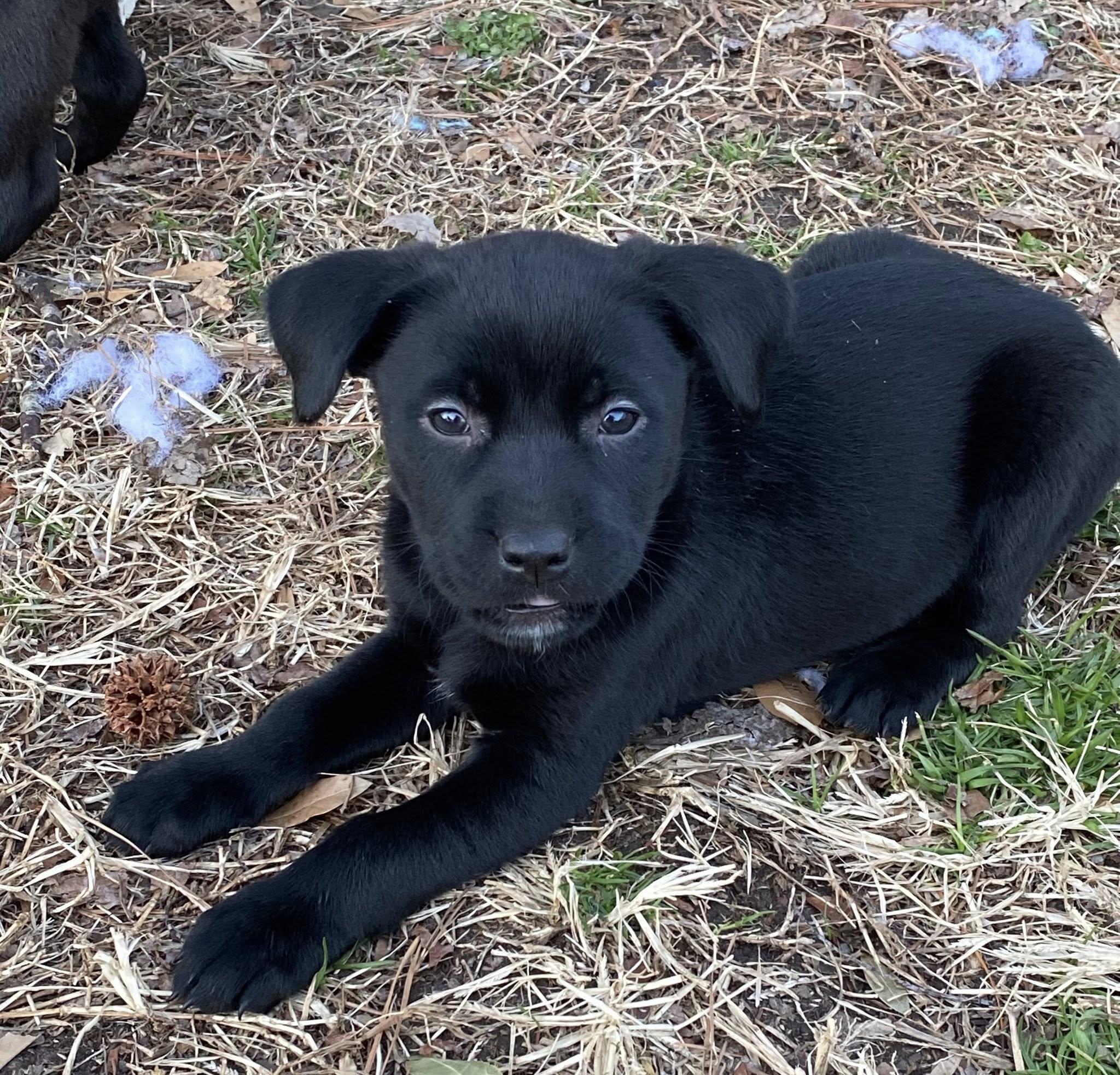 Enlarge Stevie Licks (D2004), a ADOPTABLE mixed breed in Hayes, VA image 2/2
