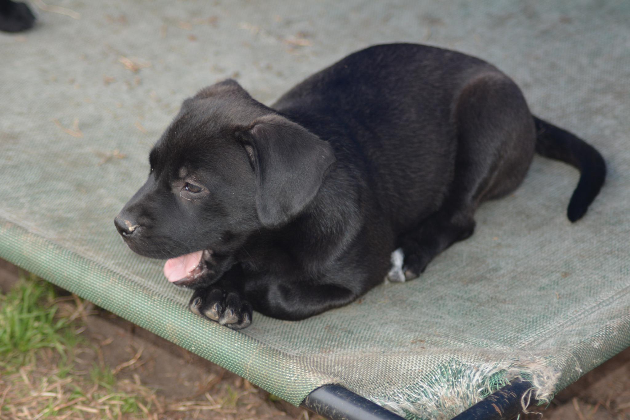 Stevie Licks (D2004), ADOPTABLE, Young Female Labrador Retriever & Shepherd.