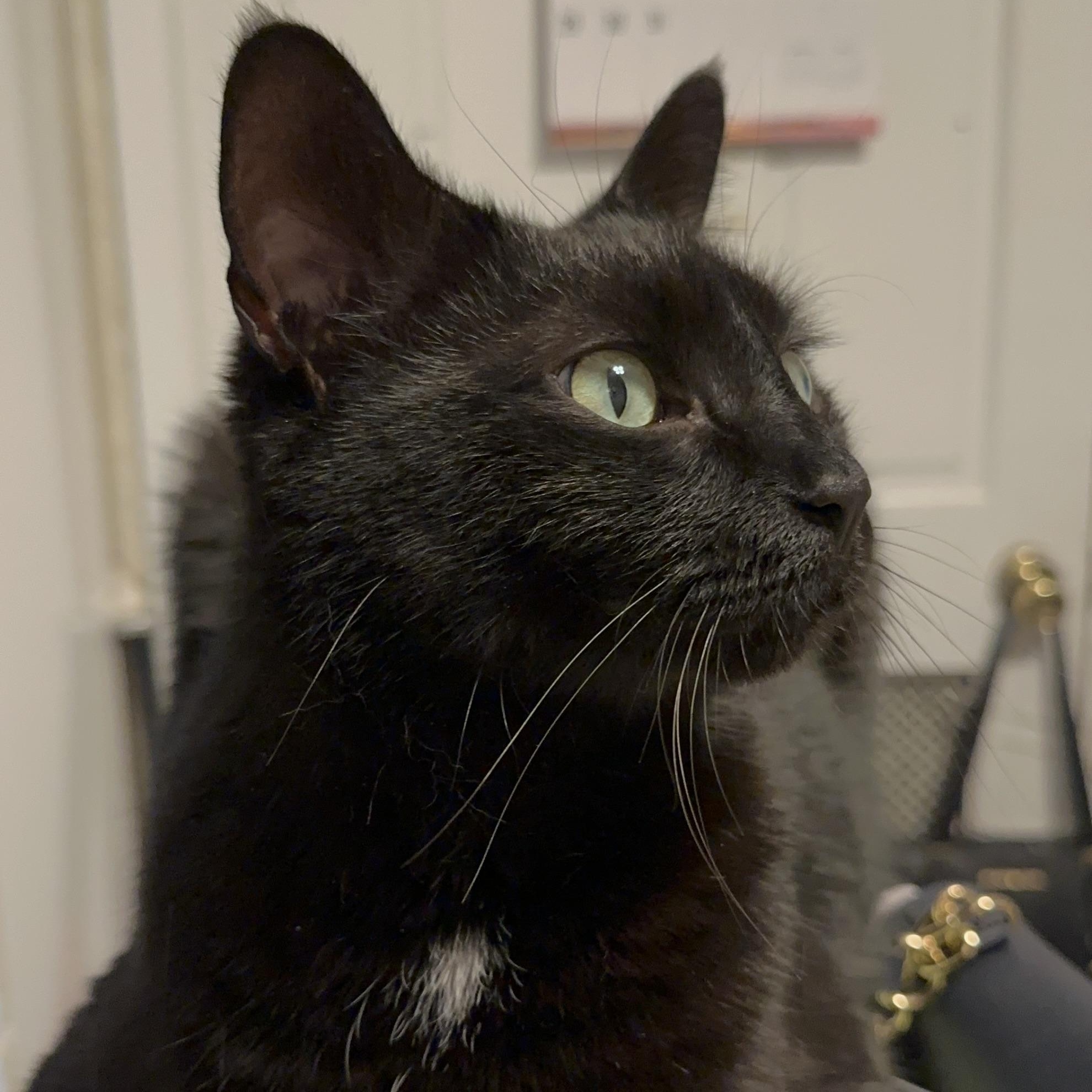 Mio, an adopted Domestic Medium Hair in Yonkers, NY image 2/2