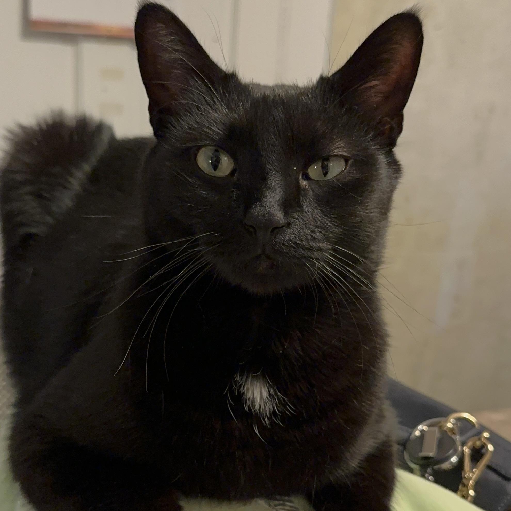 Mio, adopted, Adult Male Domestic Medium Hair.