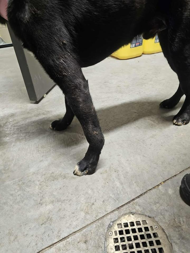 Crash, a Adoptable Labrador Retriever in Shelbyville, TN image 1/3