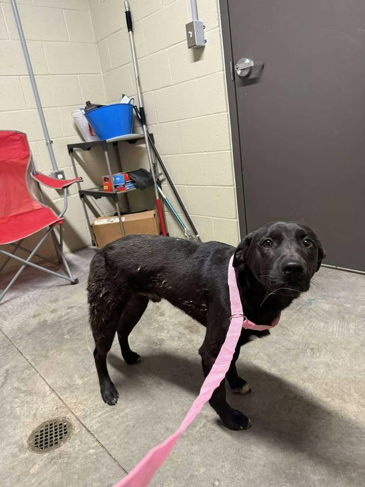 Crash, a Adoptable Labrador Retriever in Shelbyville, TN image 2/3
