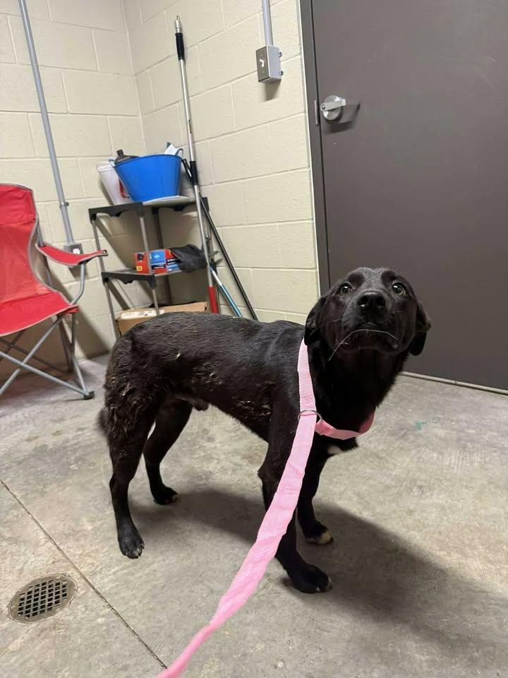 Crash, a Adoptable Labrador Retriever in Shelbyville, TN image 3/3