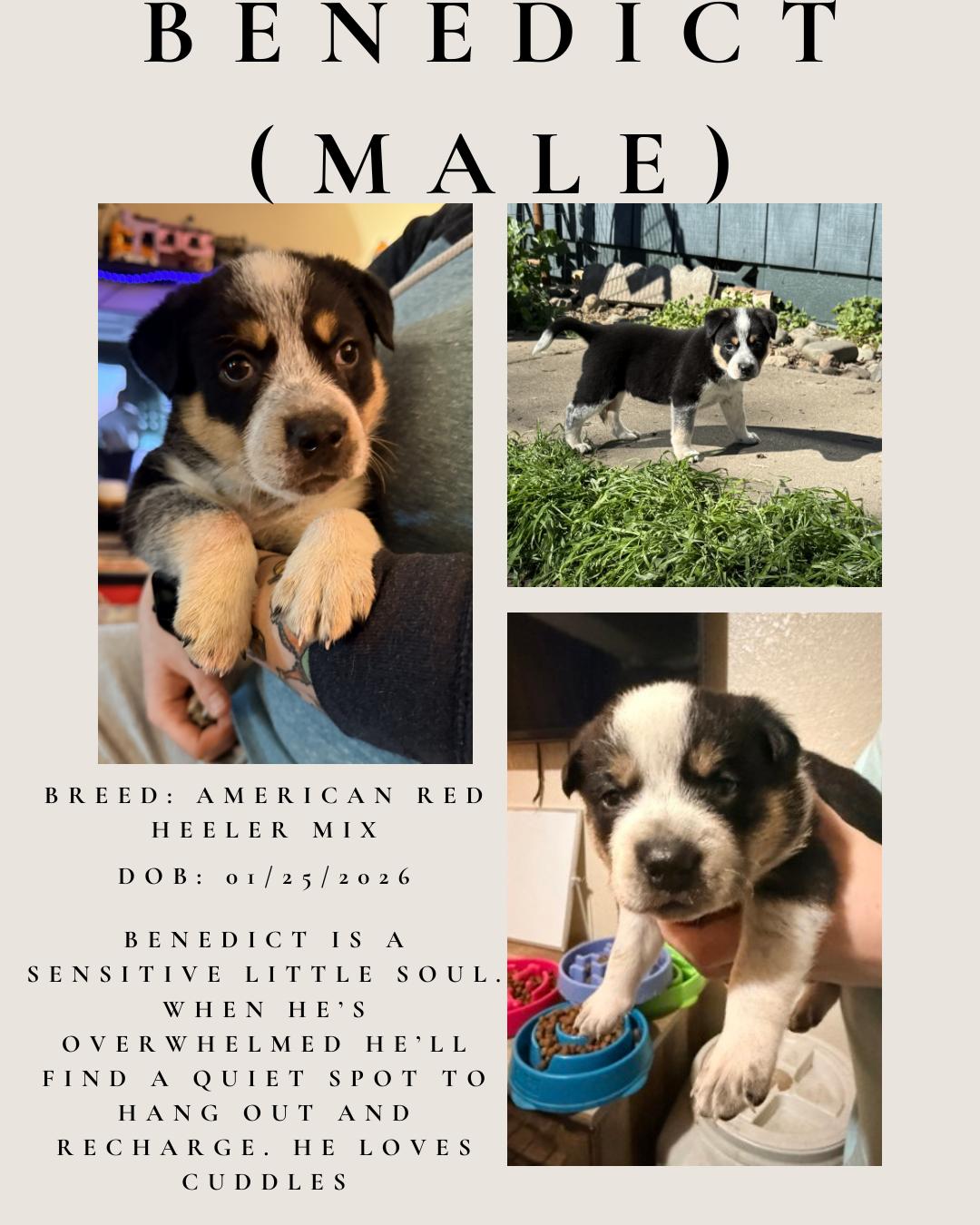 Benedict, adopted, Puppy Male Australian Cattle Dog / Blue Heeler.