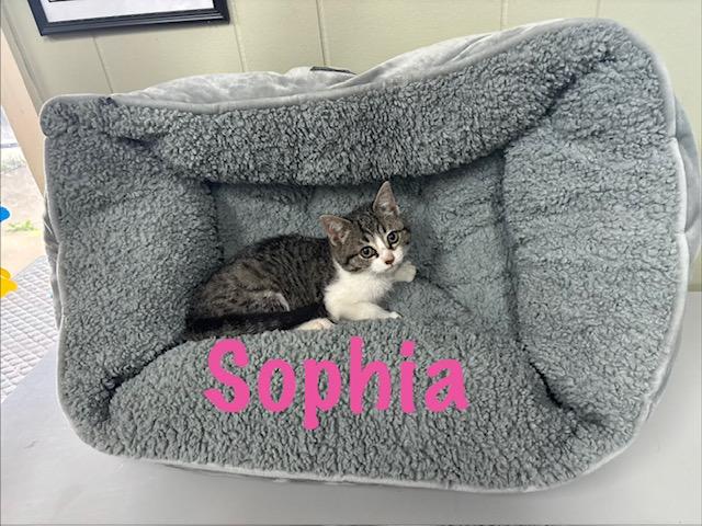 Enlarge Sophia, an adopted American Shorthair in Perry, GA image 1/1