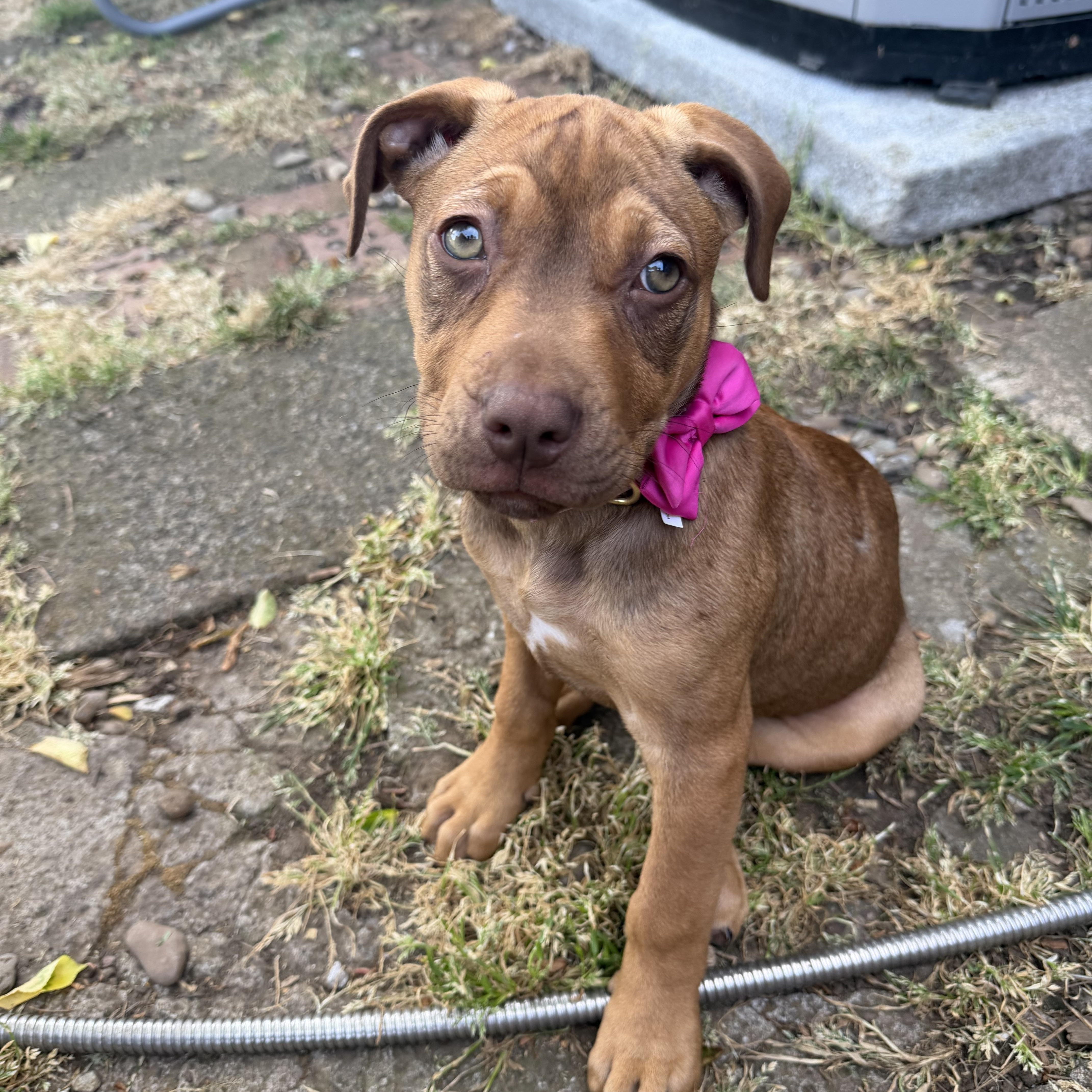 Reindeer, ADOPTABLE, Puppy Female Pit Bull Terrier.